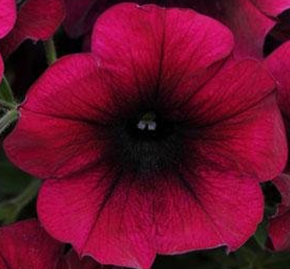 петуния ампельная гибридная            Petunia х hibrida